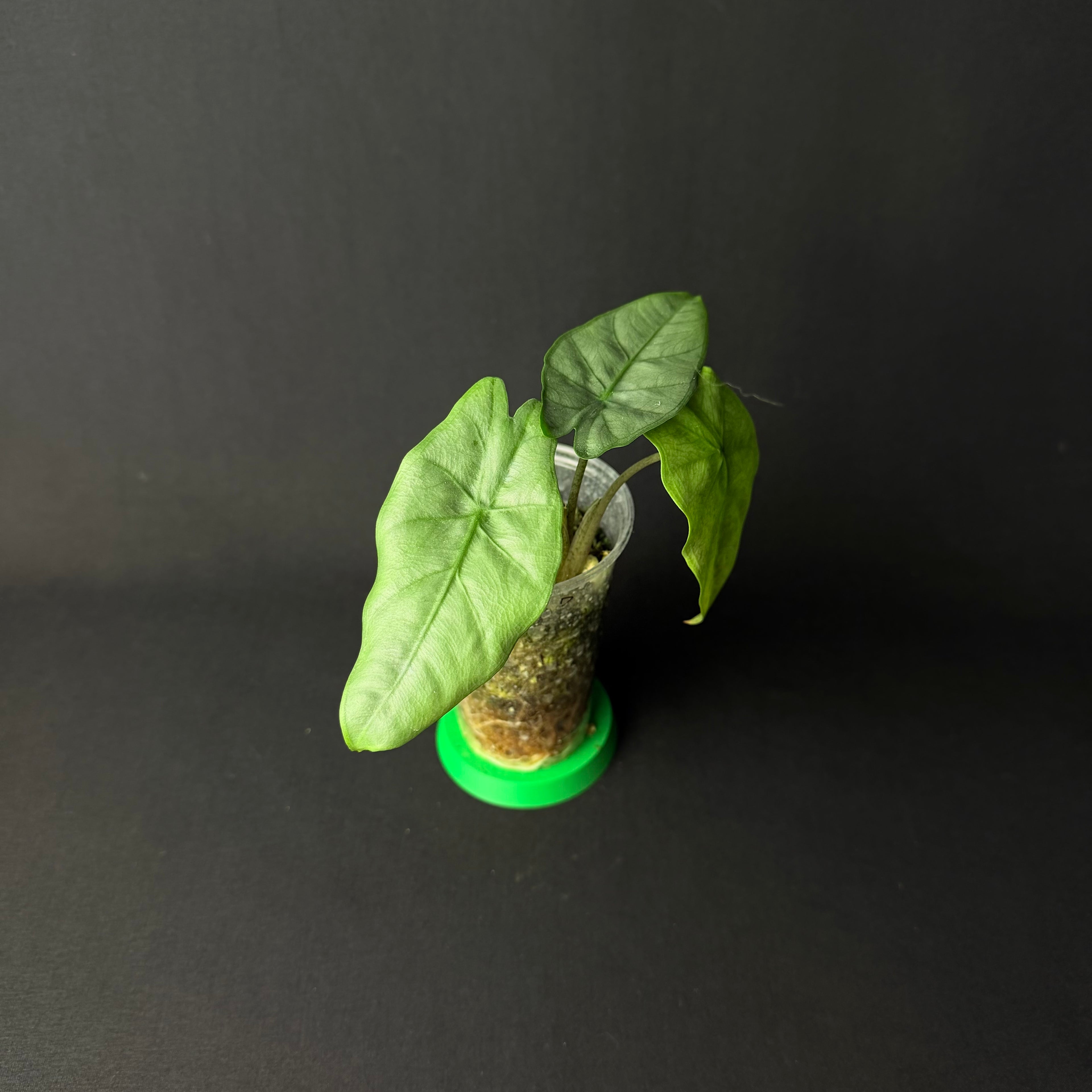 Alocasia Heterophylla ´Corazon´#1-5