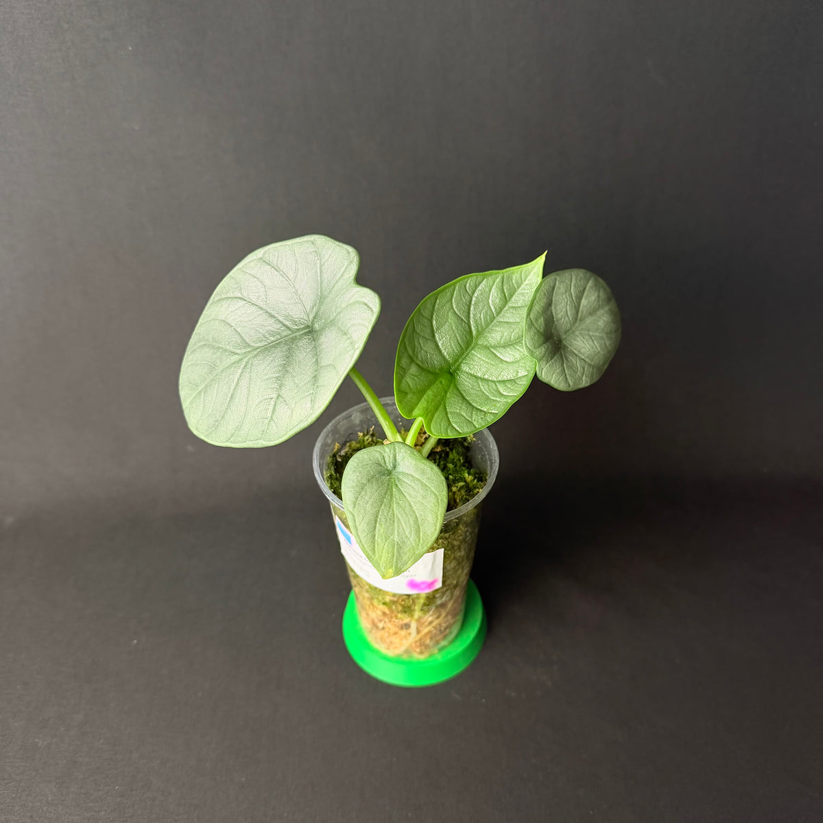 Alocasia Dragon Moon | Melo x baginda Silver Dragon #1-2