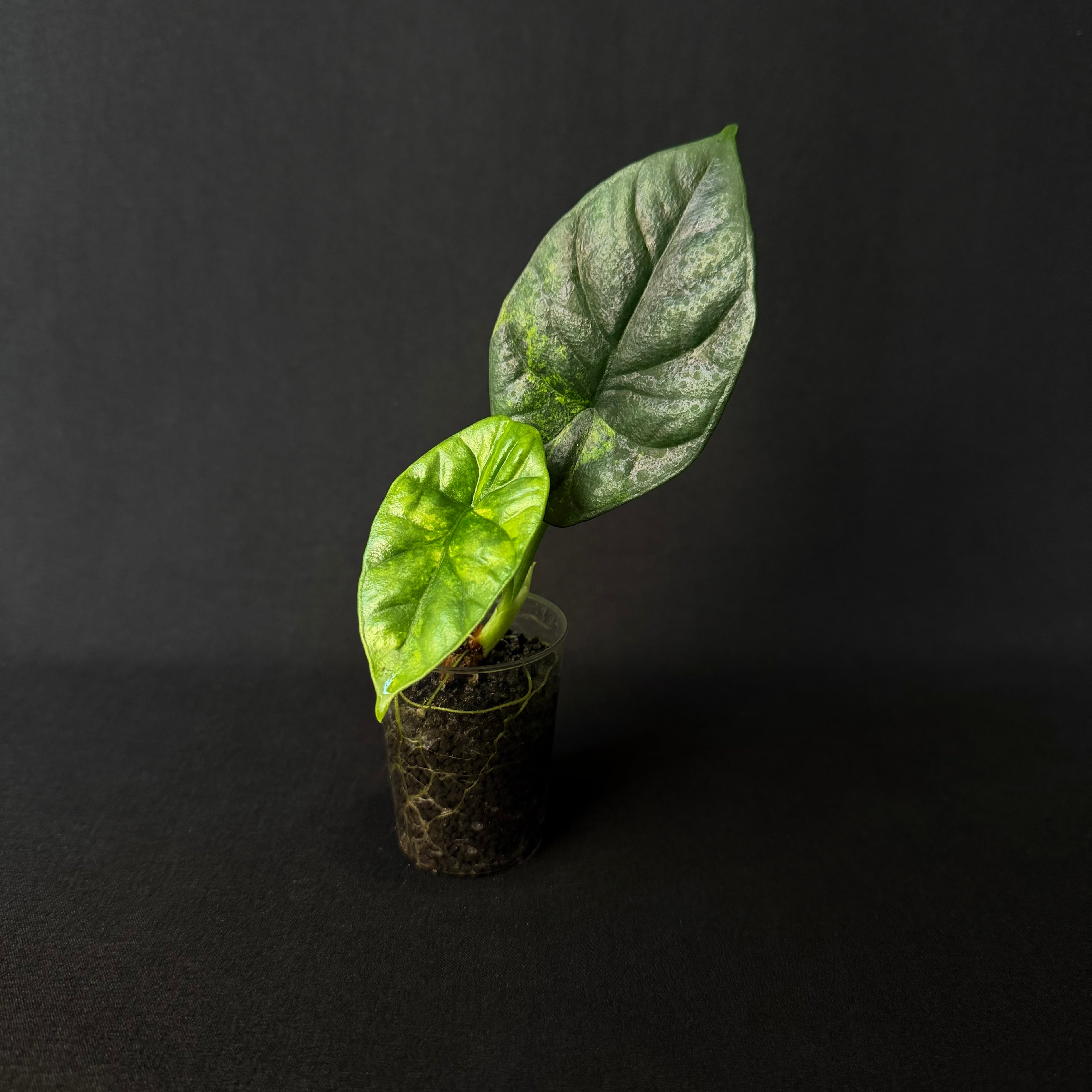 Alocasia Sinuata Aurea Variegata #5