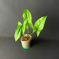 Syngonium Mottled/Mojito #1-2