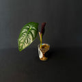 Alocasia Golden Bone #2