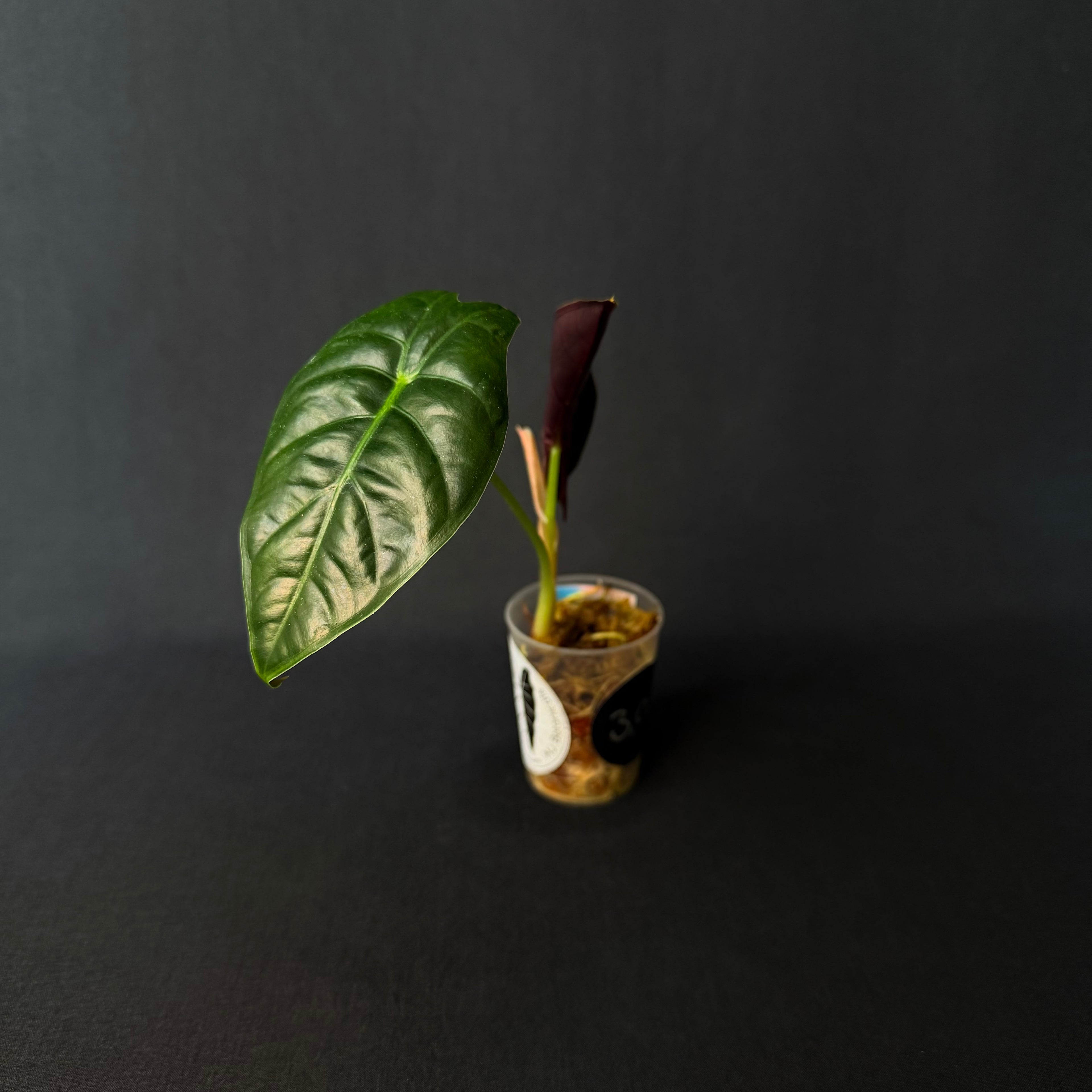 Alocasia Golden Bone #2