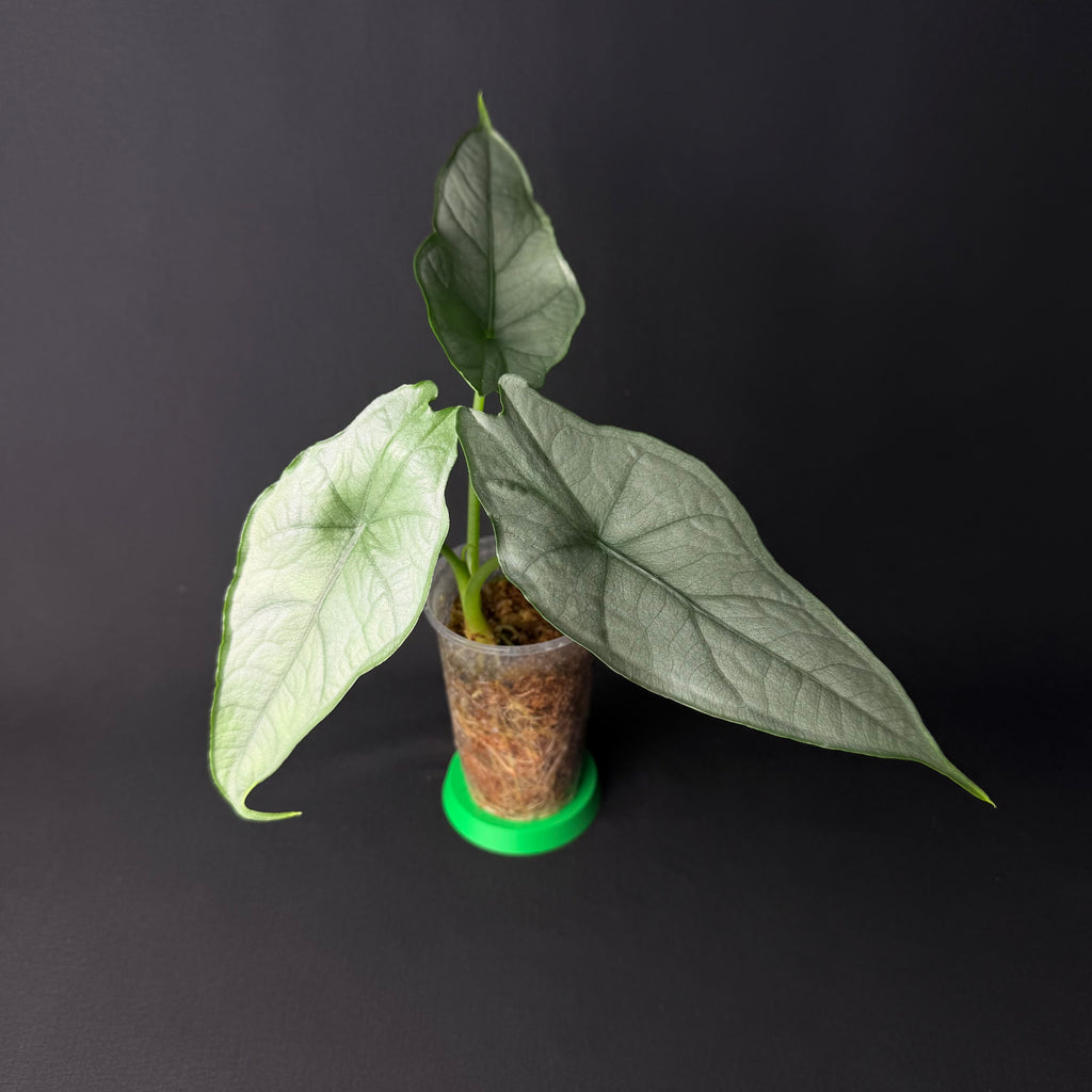 Alocasia Heterophylla Dragon's Breath #1-8