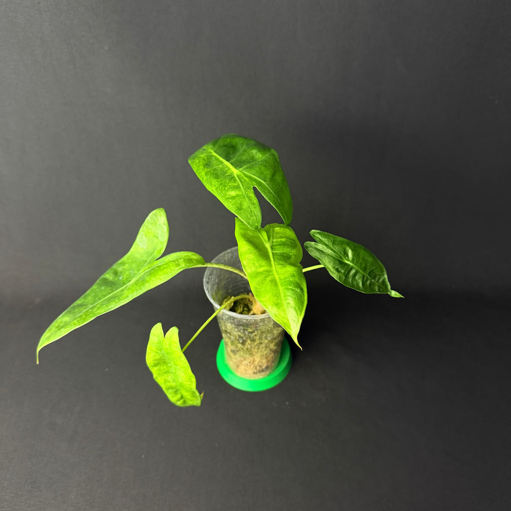 Alocasia Longiloba Lava Variegata #1-2