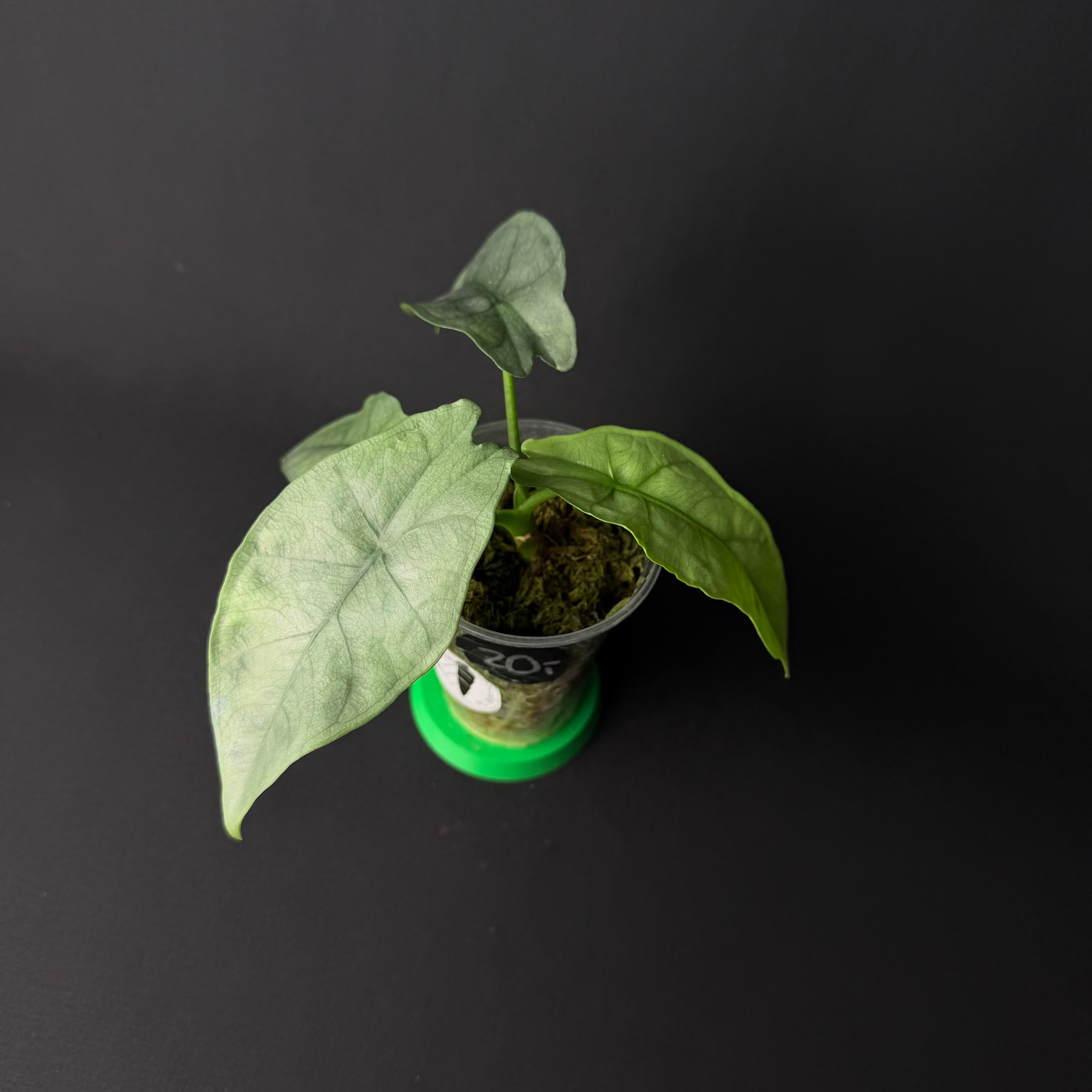 Alocasia Heterophylla Silver