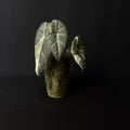 Alocasia Maharani Albo Variegata #8
