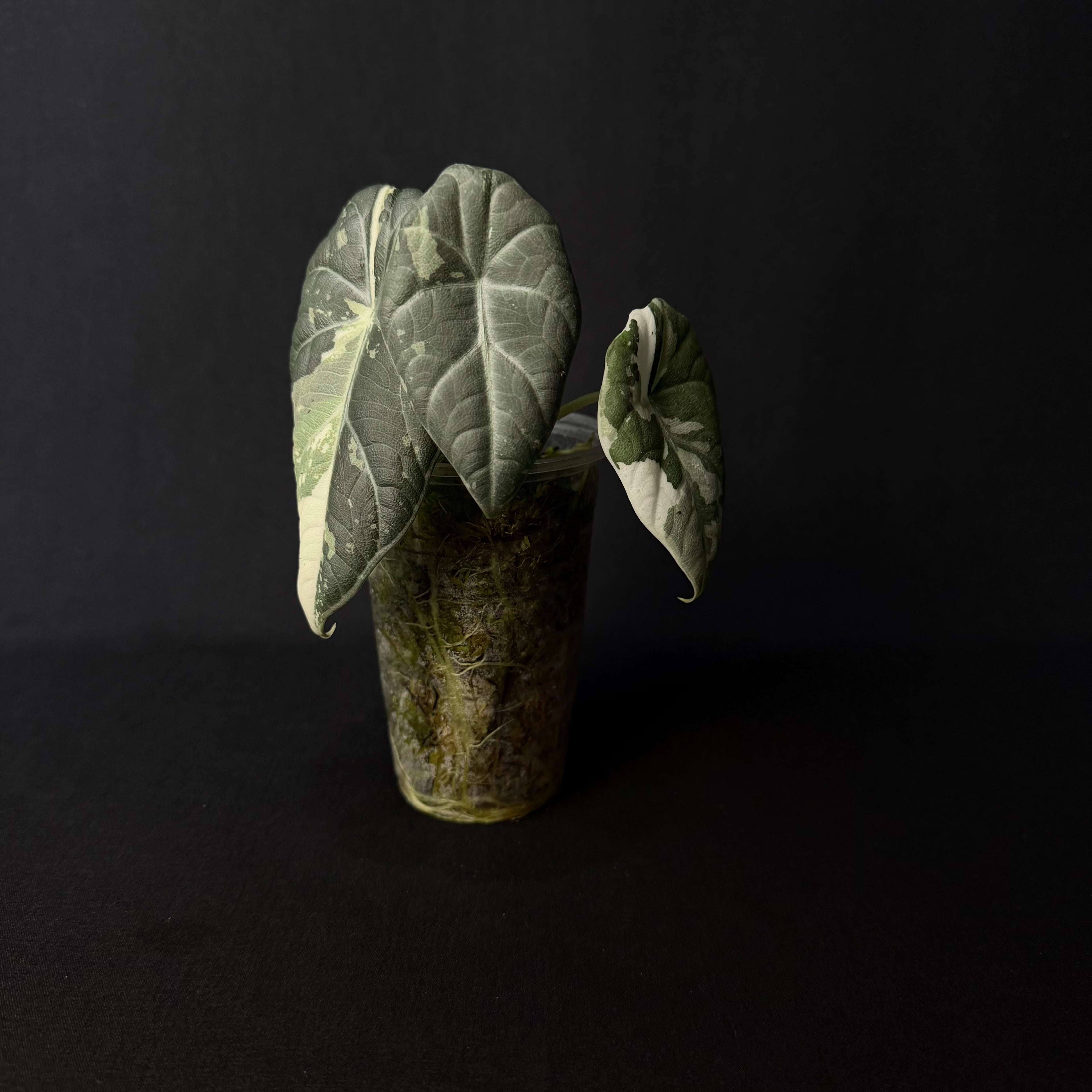 Alocasia Maharani Albo Variegata #8