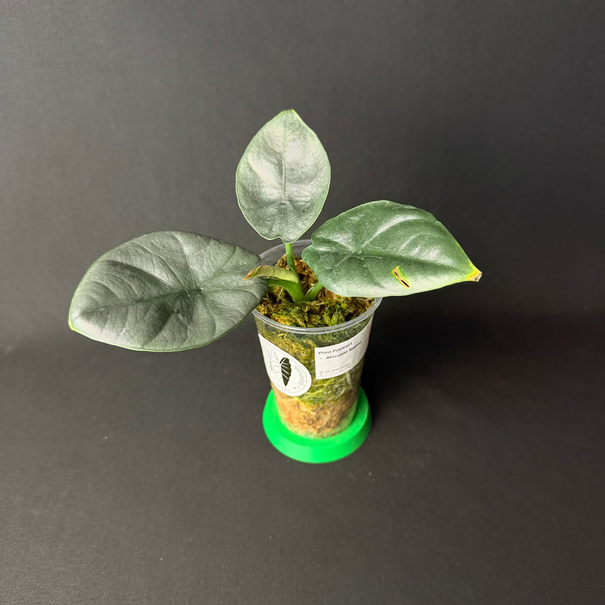 Alocasia Bisma Hybrid