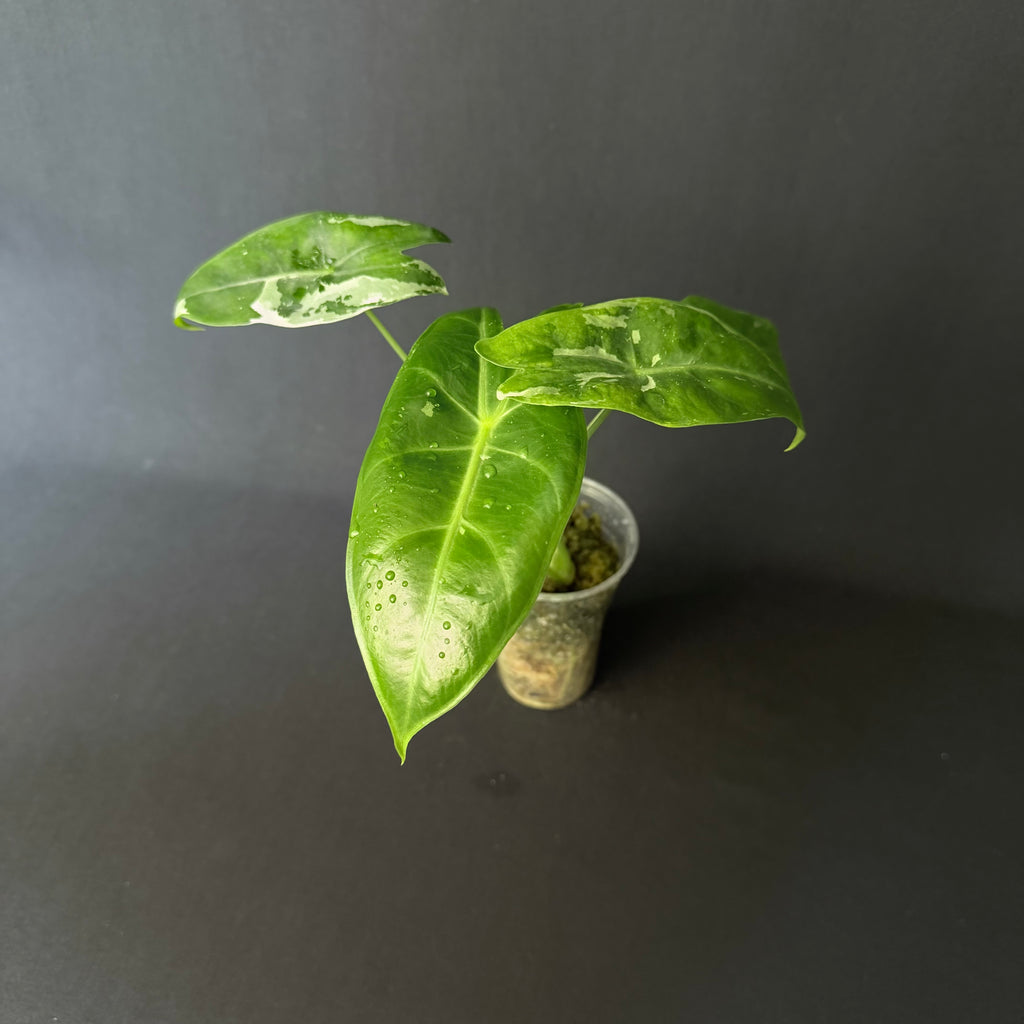 Alocasia Longiloba Albo Variegata #3