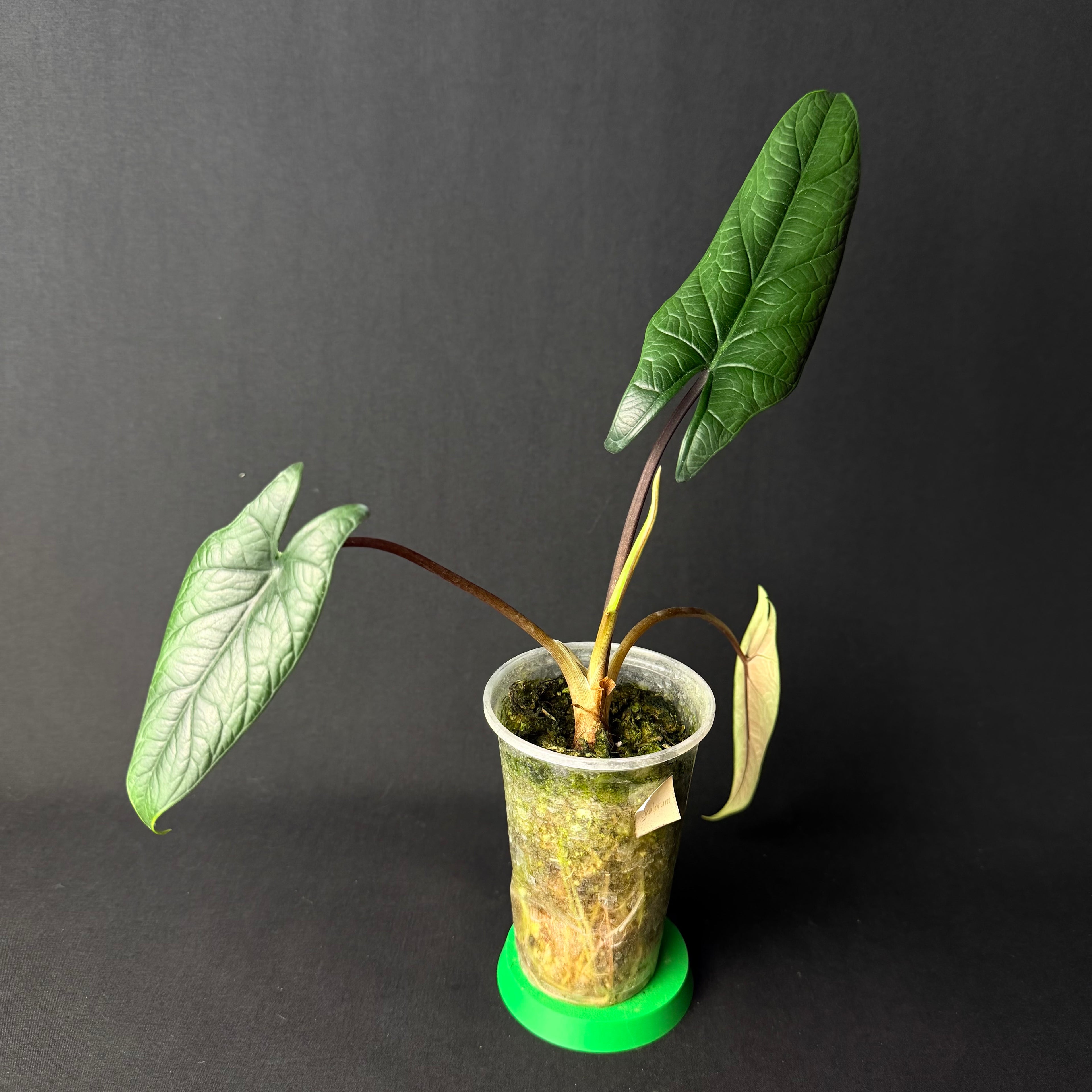 Alocasia Scalprum