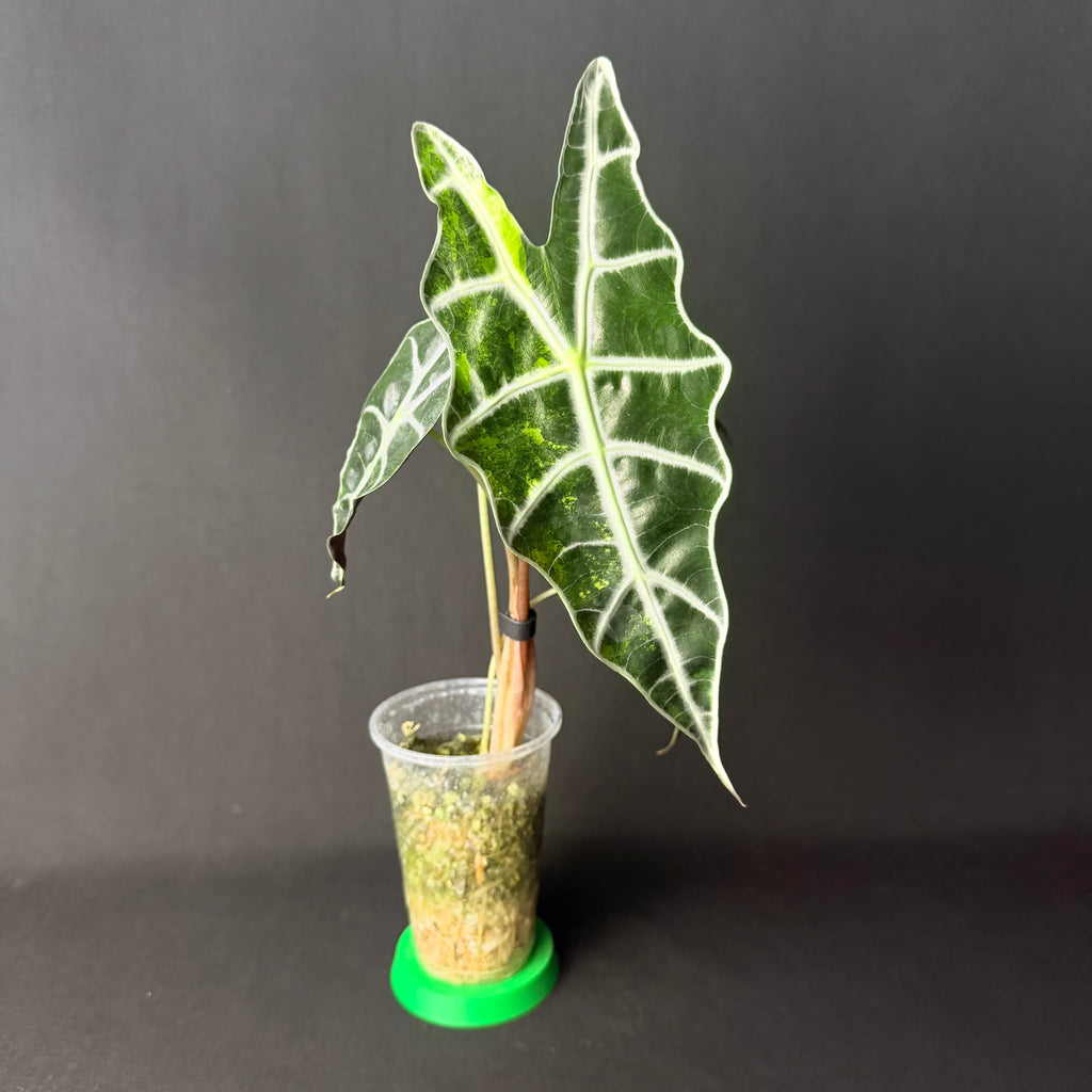 Plant template