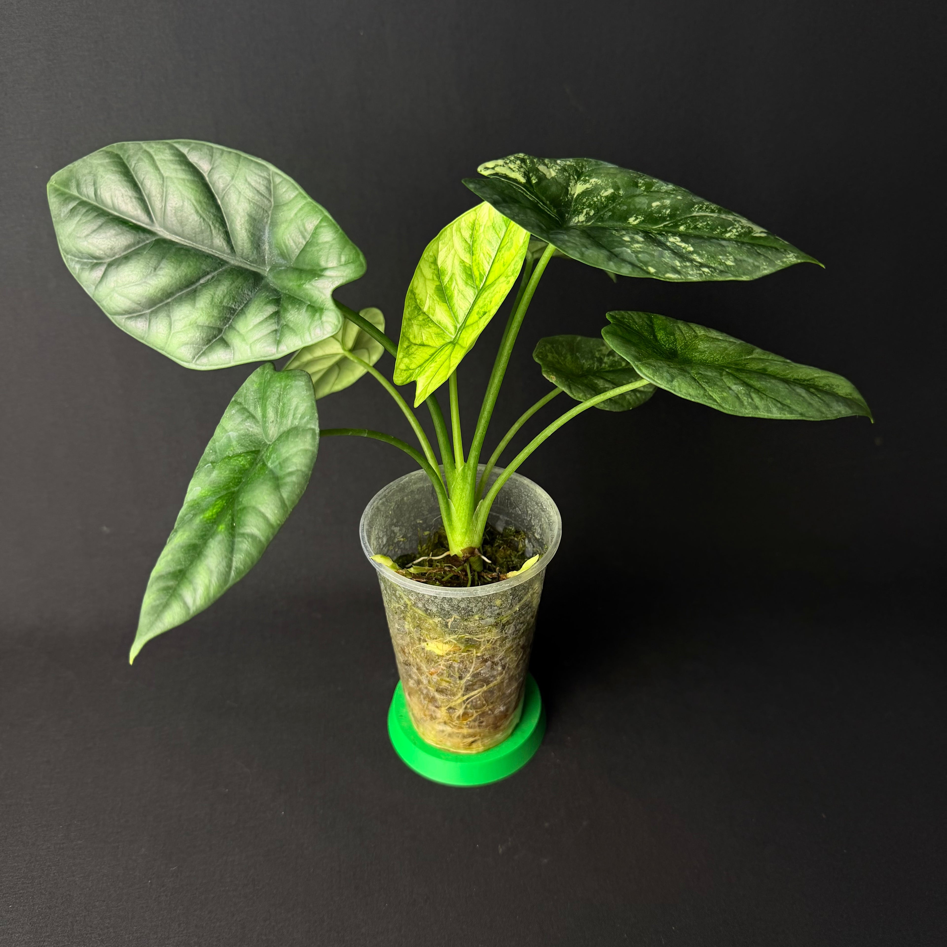 Alocasia Sinuata Mint Variegata #1-5