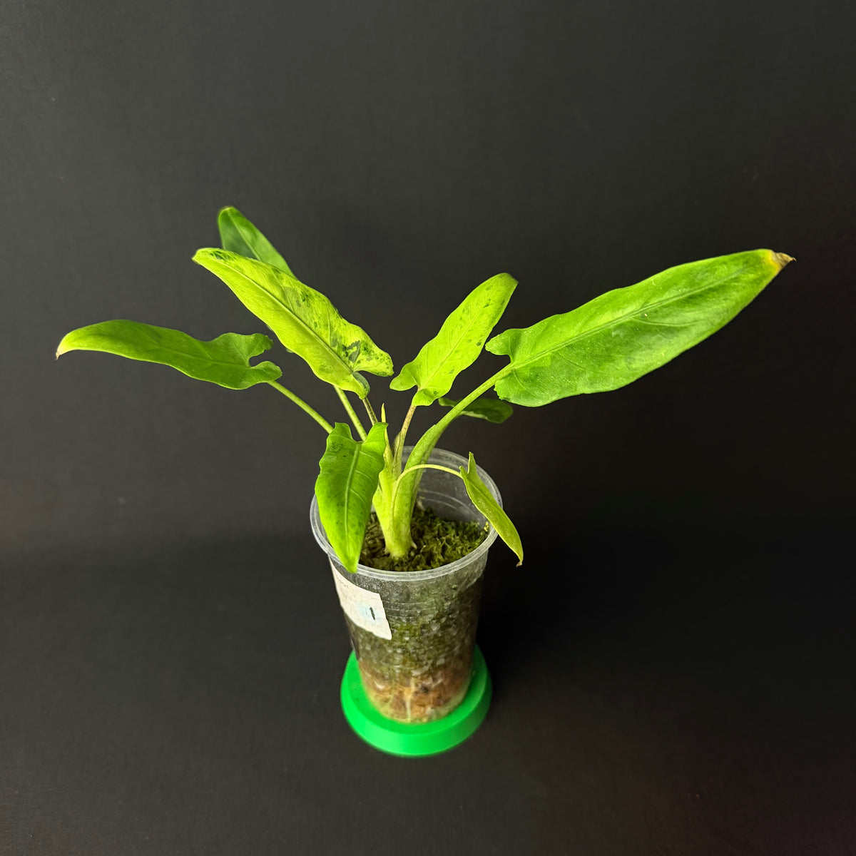 Alocasia Lauterbachiana Mint Variegata #1