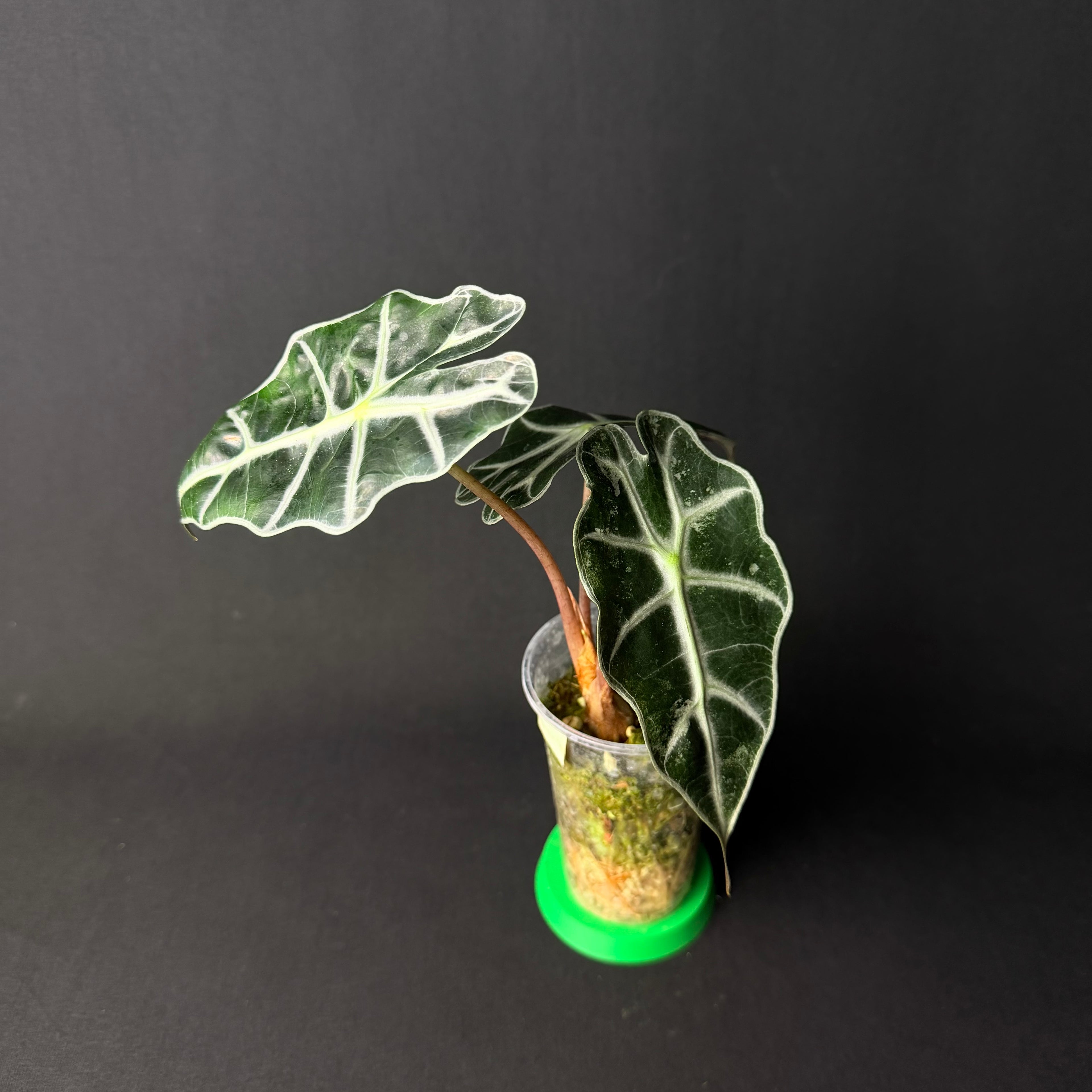 Alocasia Amazonica 'Polly' Mint Variegata #1-2