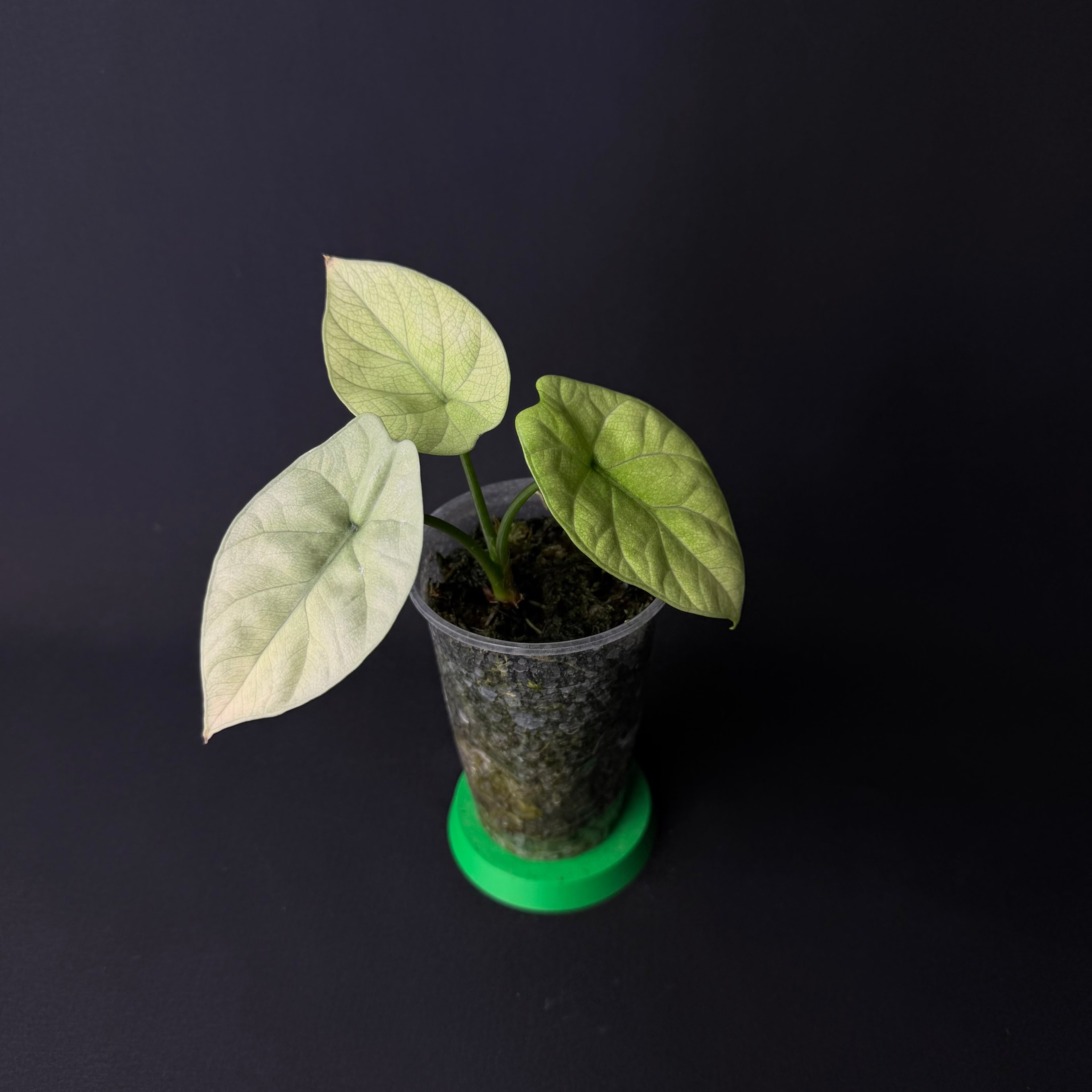 Alocasia Sinuata Mint Variegata #1-5