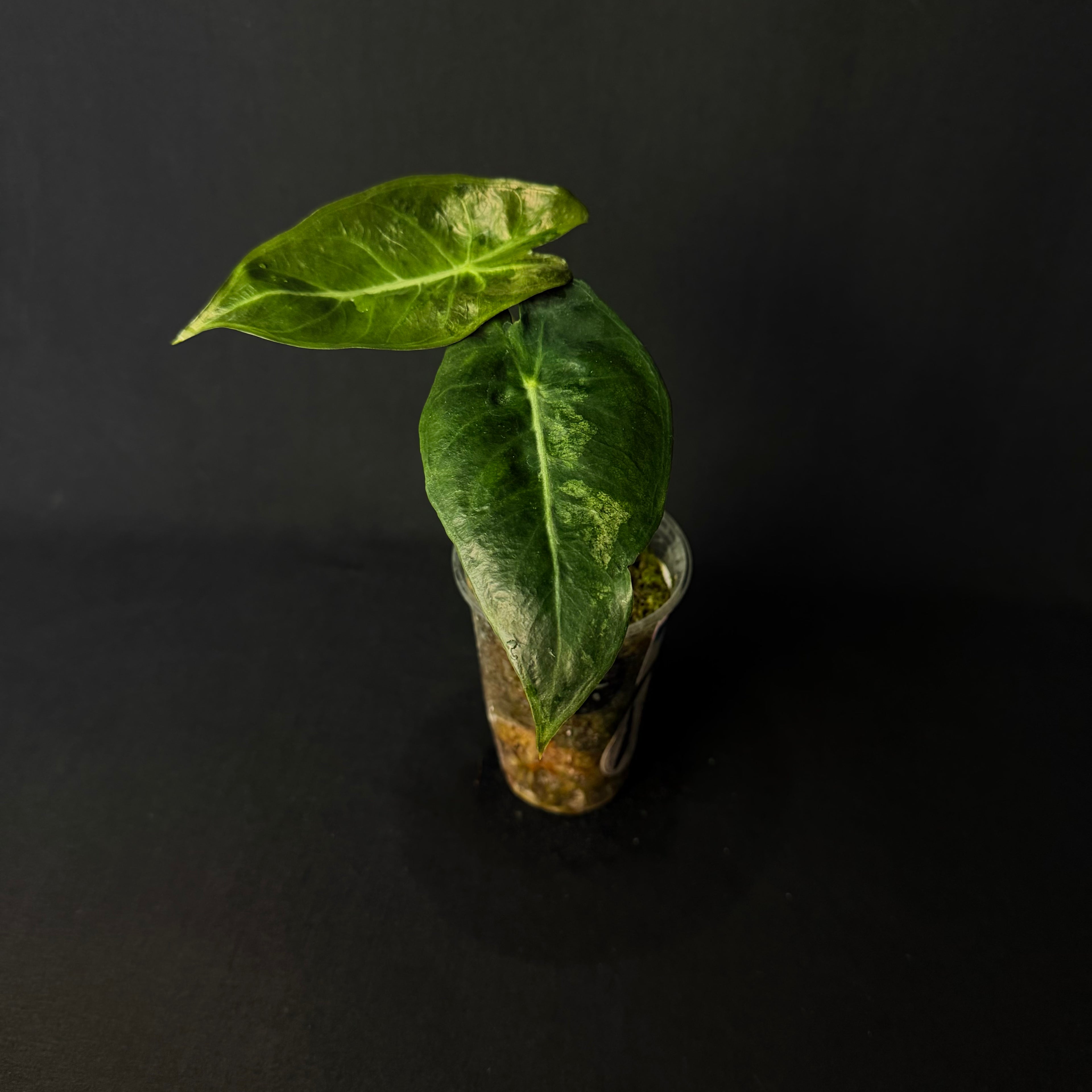 Alocasia Pink Dragon Mint Variegata #1