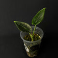 Alocasia Chienlii - Antoro Velvet #1