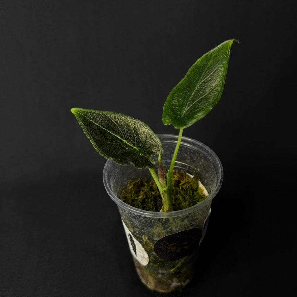 Alocasia Chienlii - Antoro Velvet #1