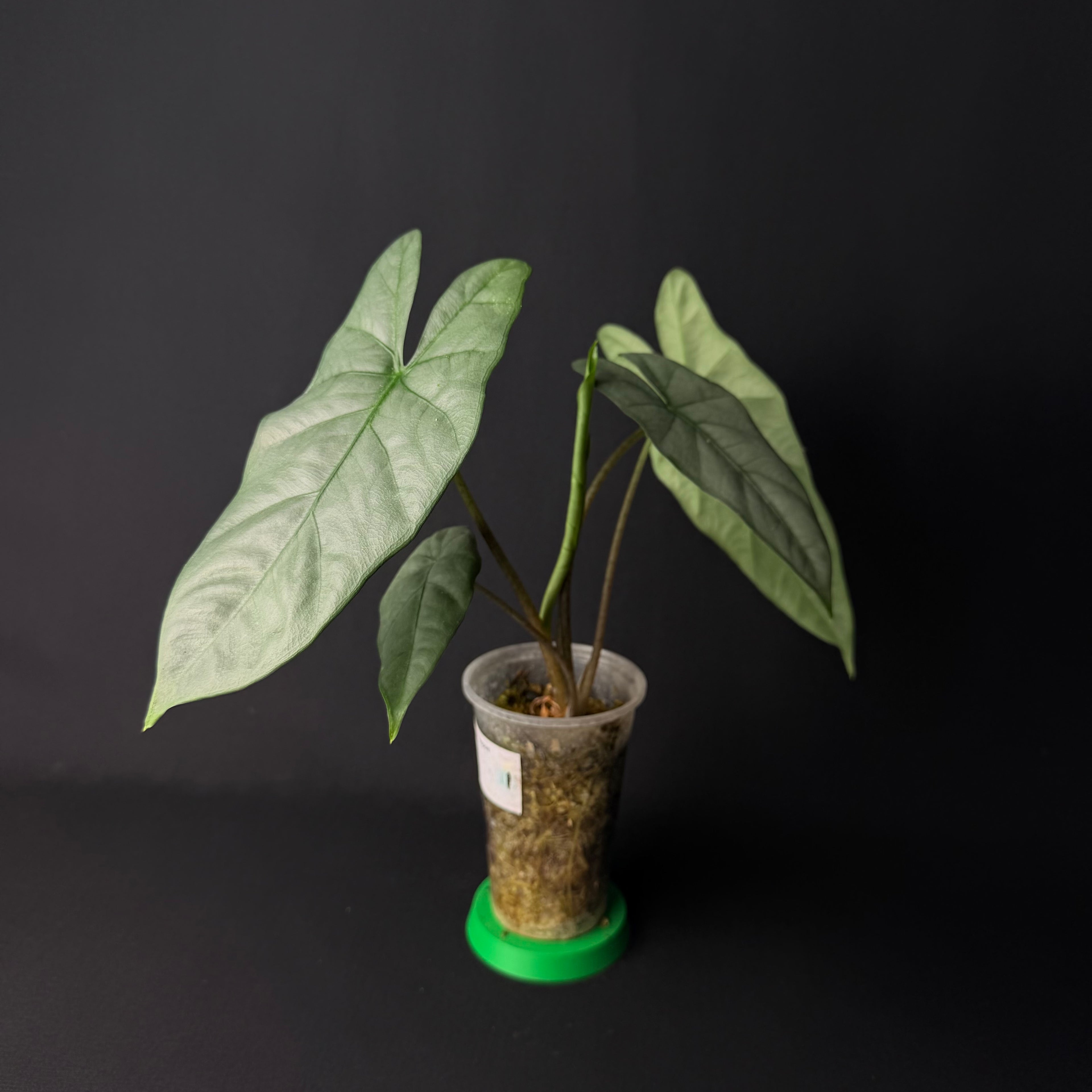 Alocasia Heterophylla ´Corazon´#1-5