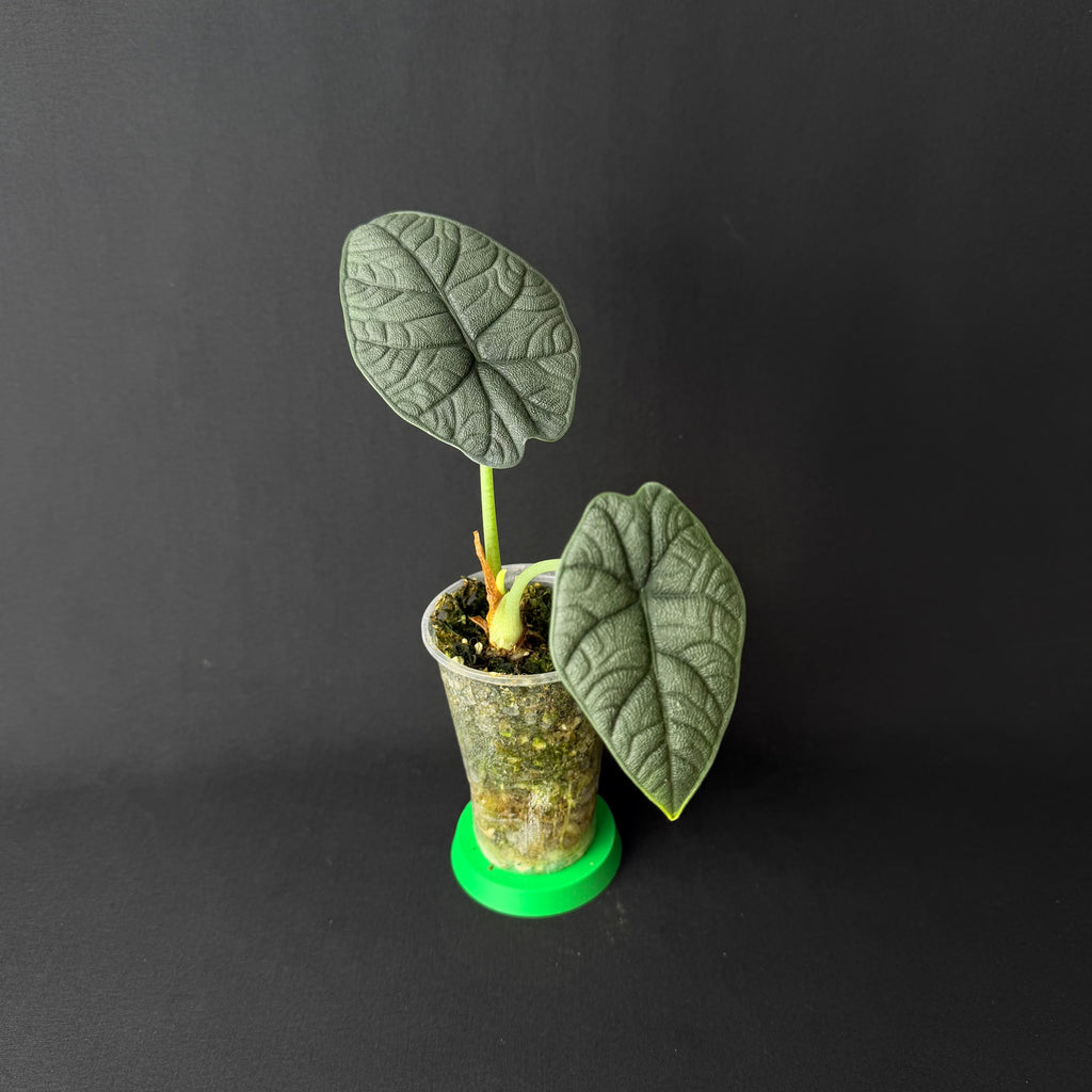 Alocasia Melo