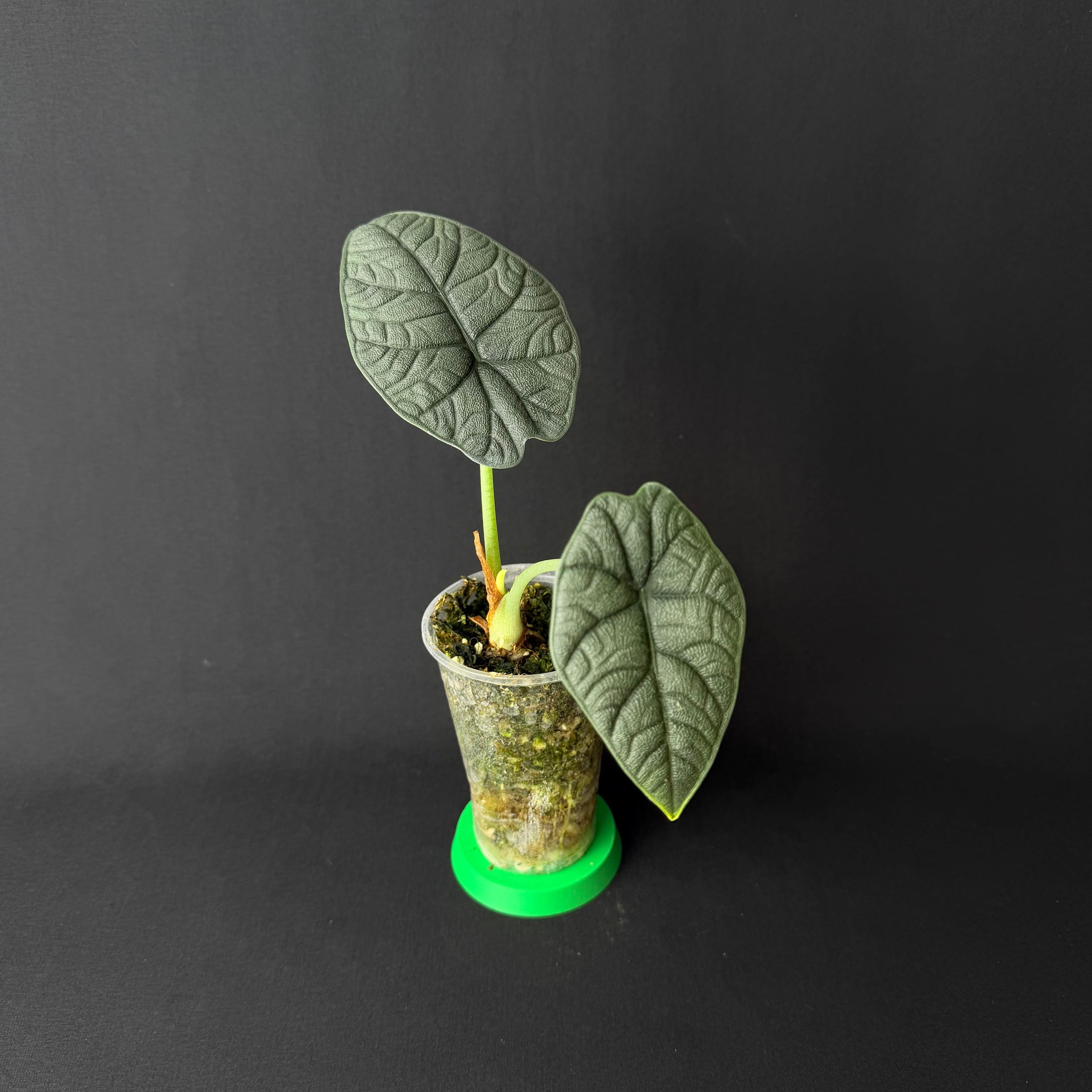 Alocasia Melo