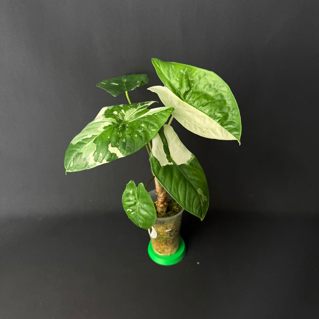 Alocasia Fornicata Albo Variegata #1-3