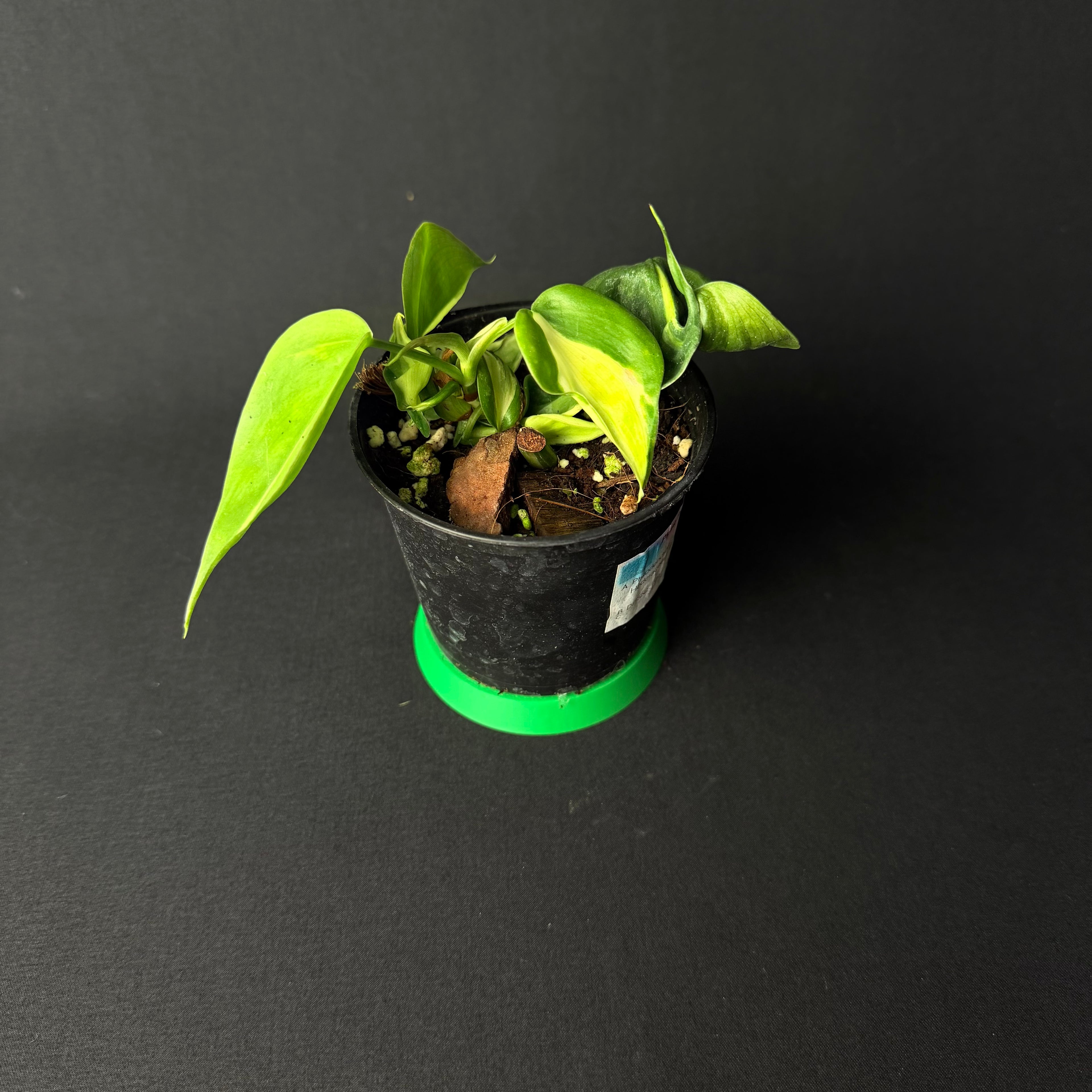 Philodendron Hederaceum 'Brasil/Cream Splash' #1-3