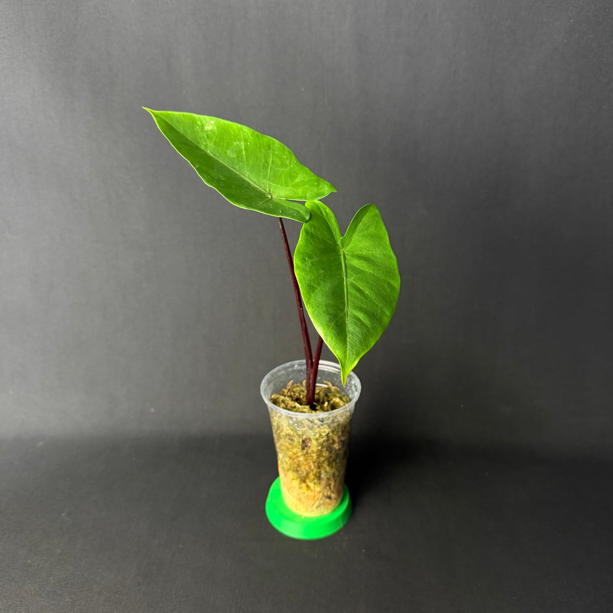 Alocasia Macrorrhizos 'Black Stem' #1-5