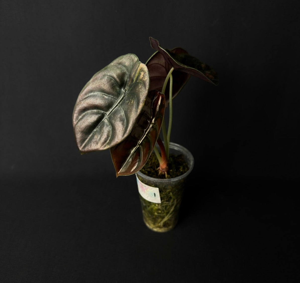 Alocasia Cuprea Latte Variegata