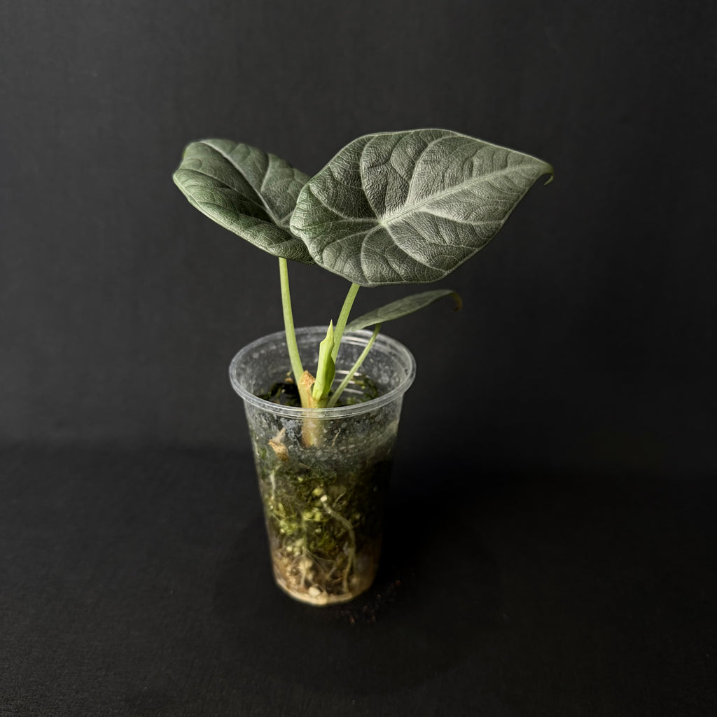 Alocasia Maharani #1-4