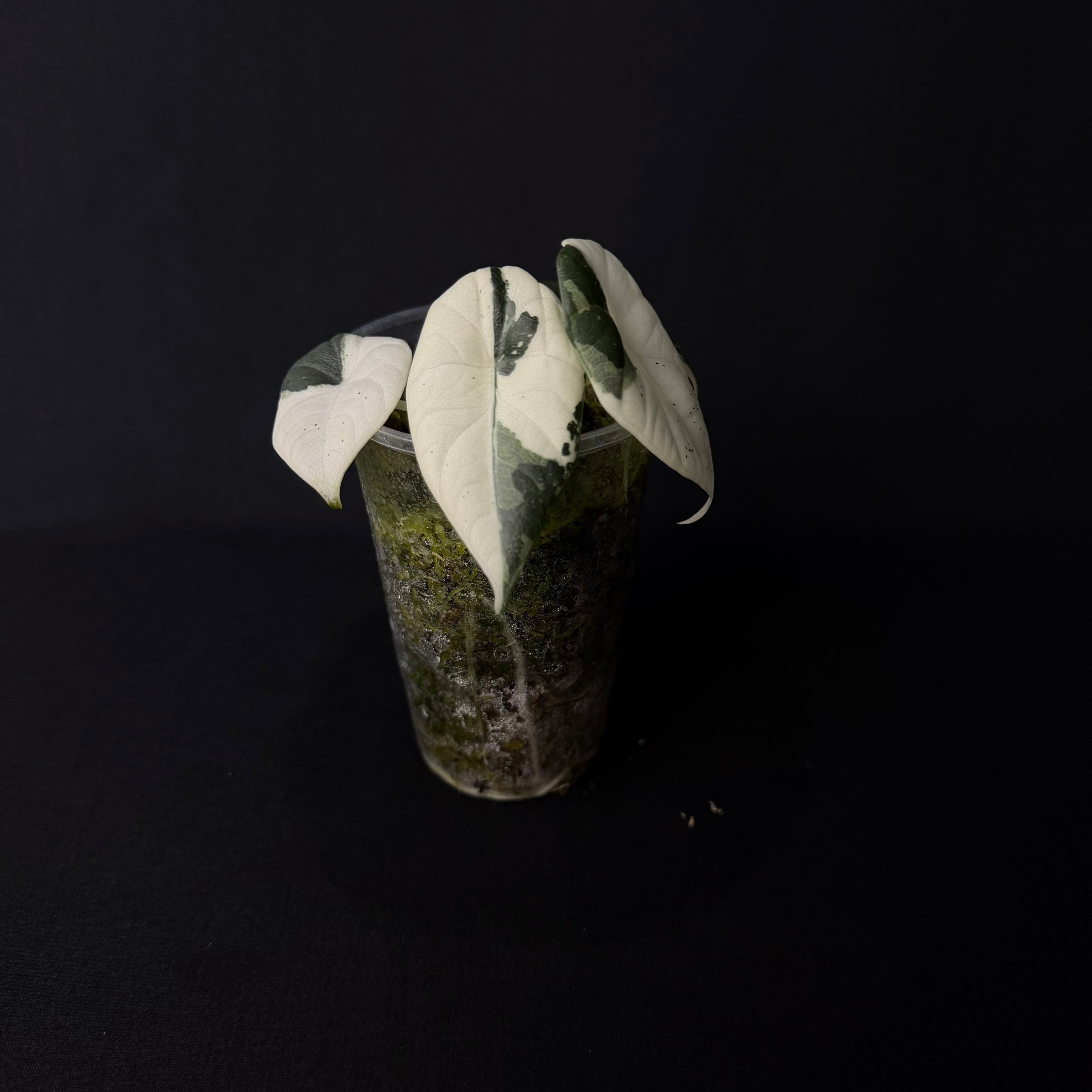 Alocasia Maharani Albo Variegata #2