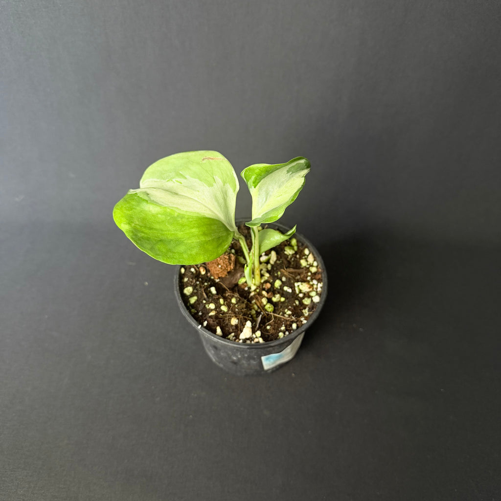Epipremnum pinnatum 'Happy Leaf'