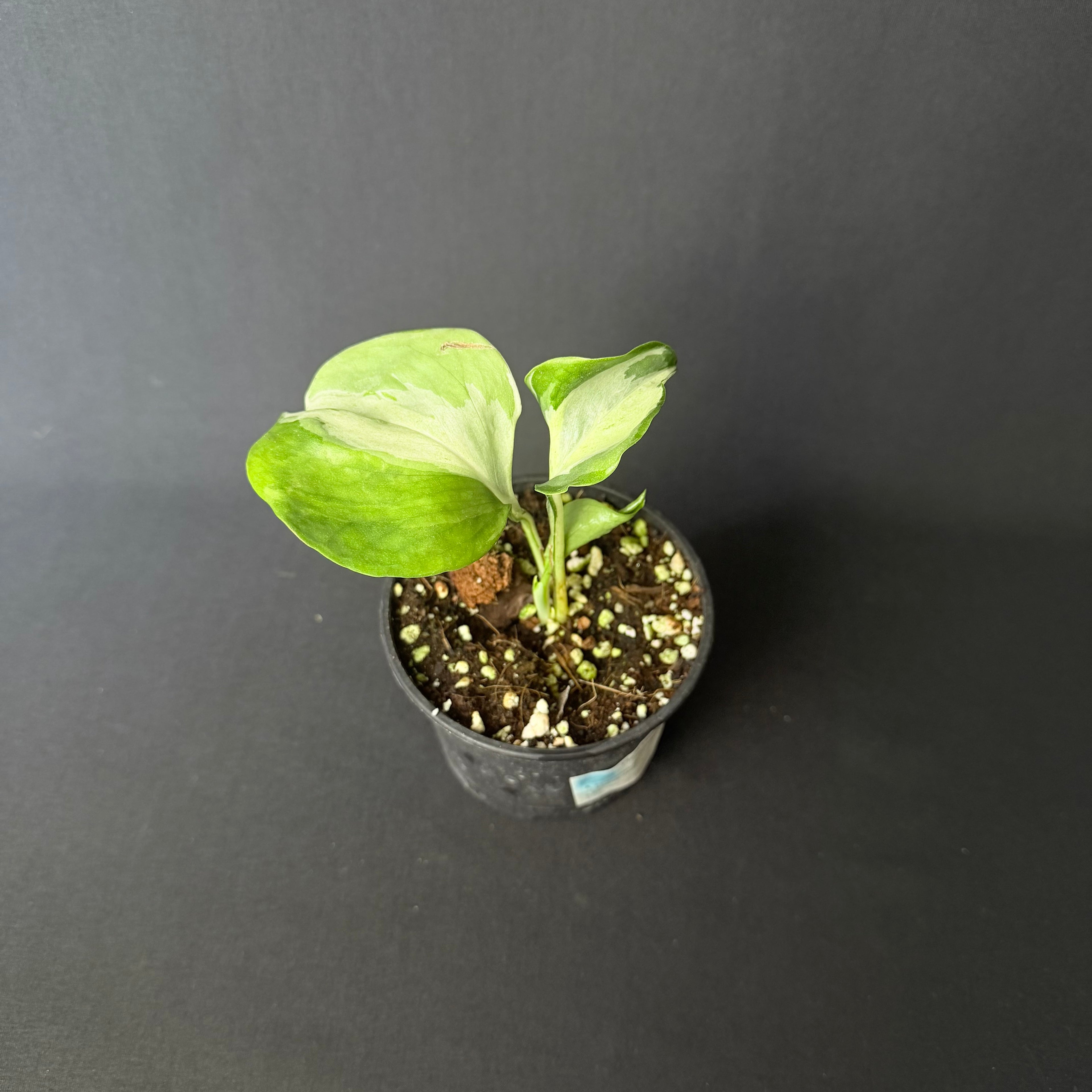 Epipremnum pinnatum 'Happy Leaf'