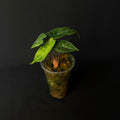 Alocasia Ivery Coast #1