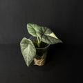 Alocasia Maharani Albo Variegata #5