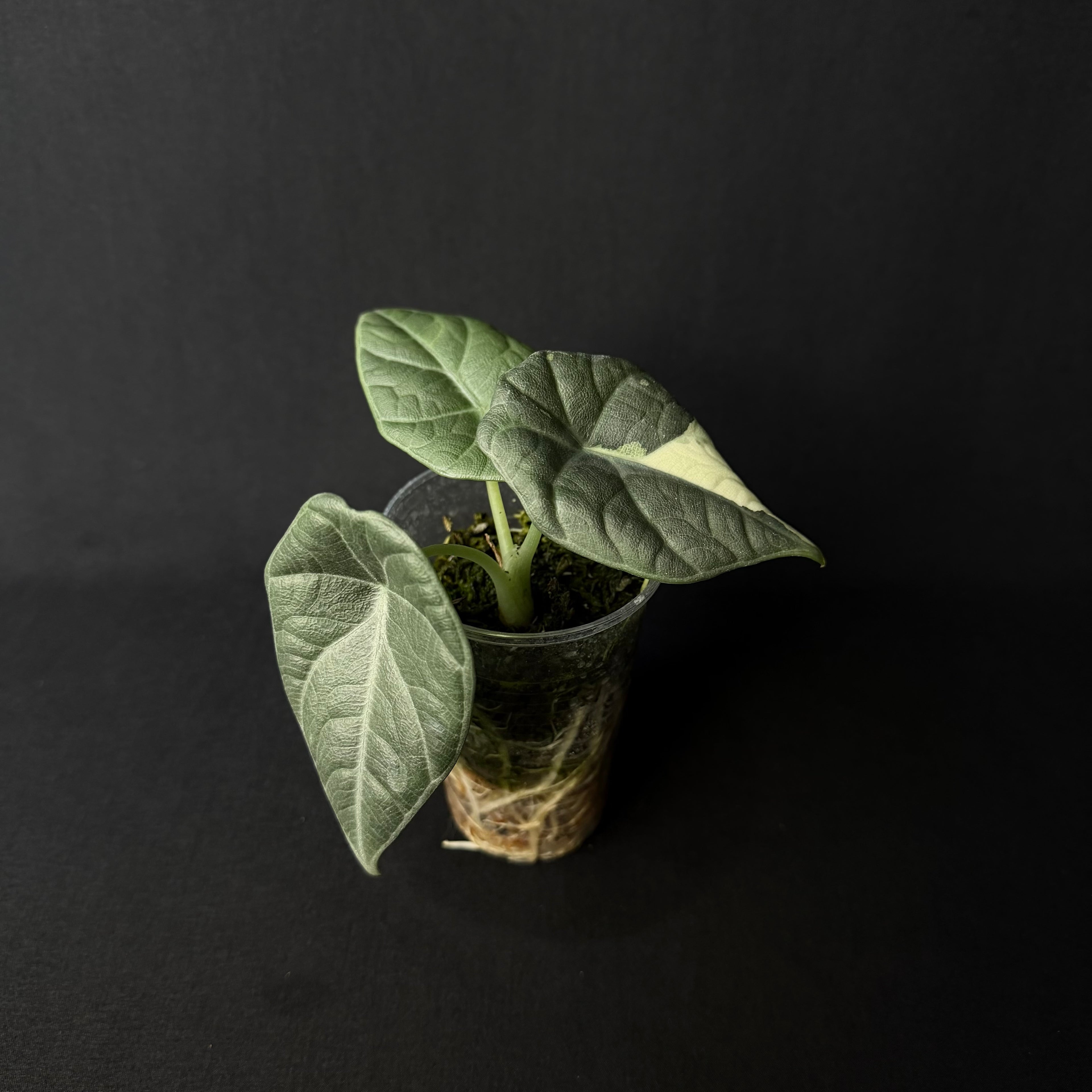 Alocasia Maharani Albo Variegata #5