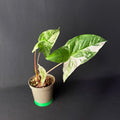 Syngonium podophyllum Albo Variegata #1-2