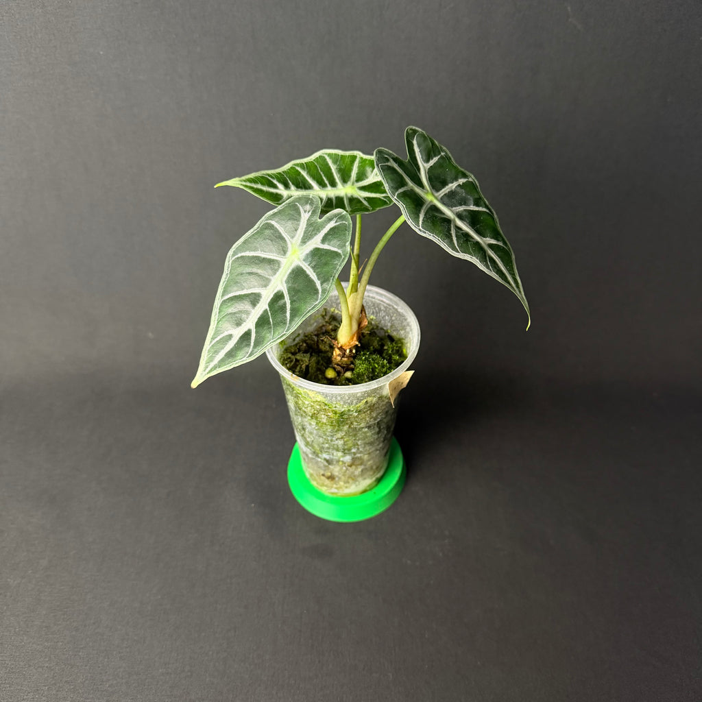 Alocasia Mandalay (Parasol) #1-2