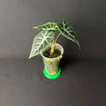Alocasia Mandalay (Parasol) #1-2