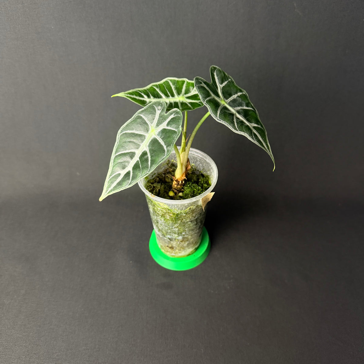 Alocasia Mandalay (Parasol) #1-2