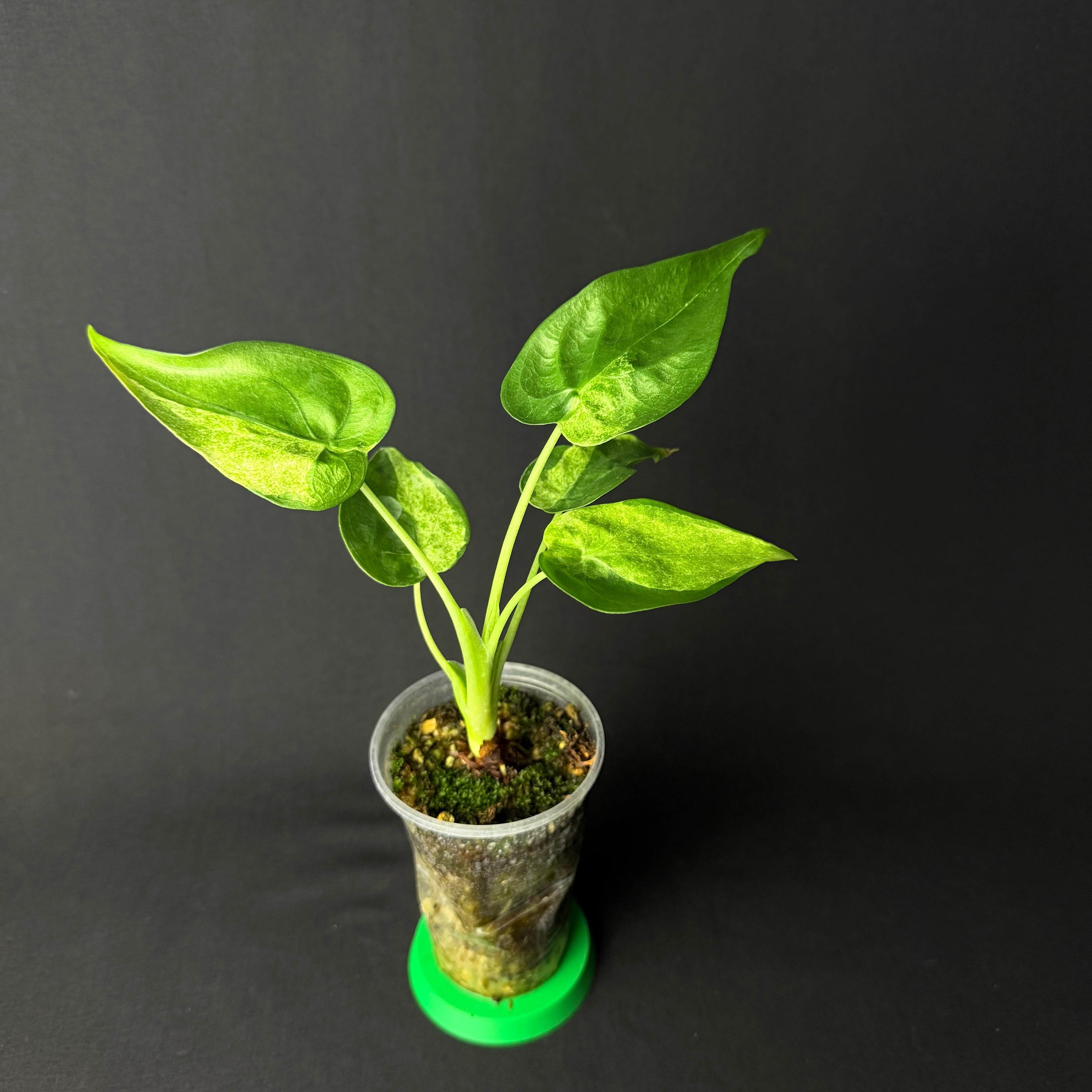 Alocasia Cucullata Mint Variegata #1-2