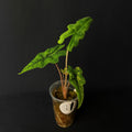 Alocasia Tandurusa 'Jacklyn' Aurea Variegata #1