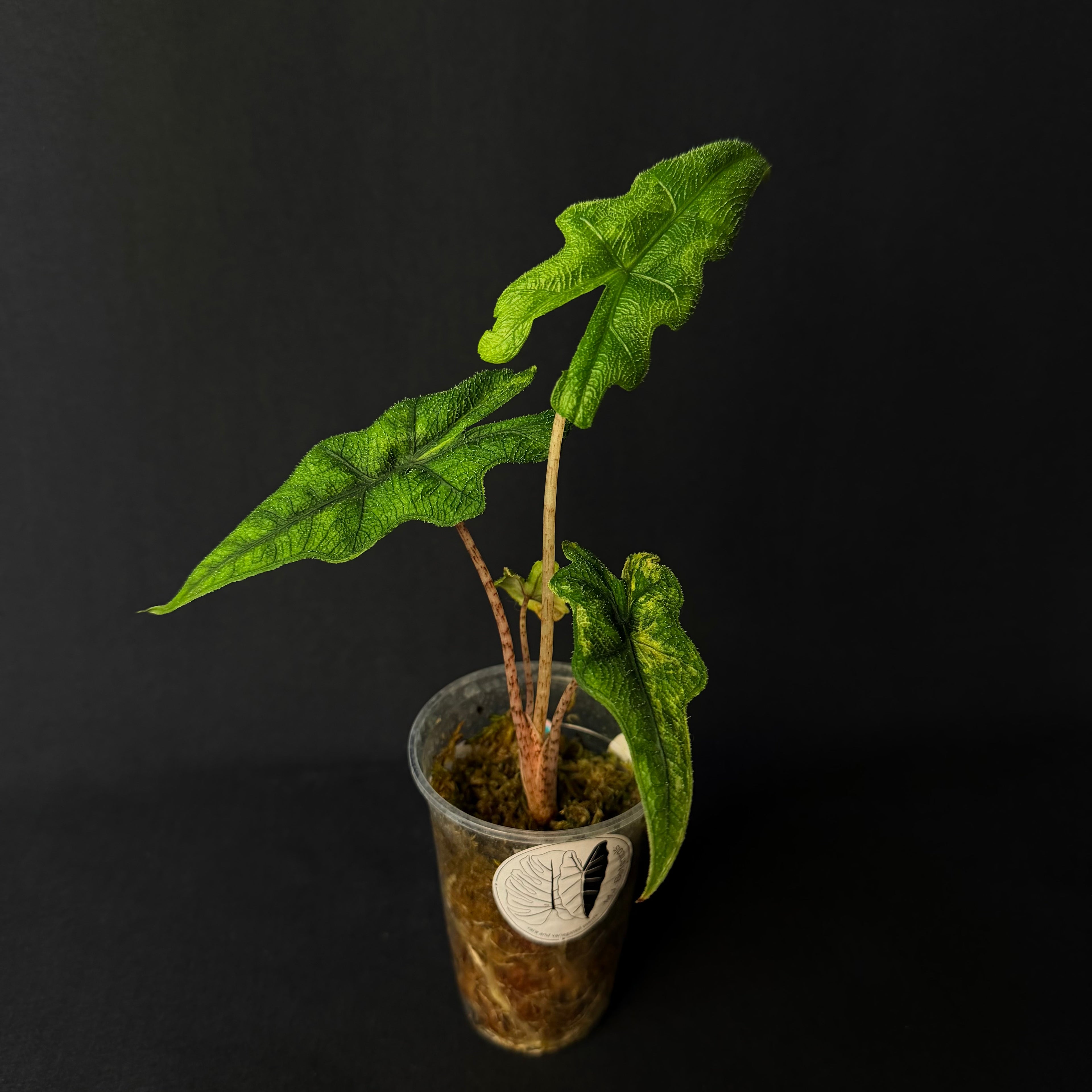 Alocasia Tandurusa 'Jacklyn' Aurea Variegata #1