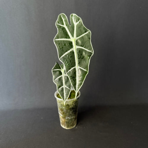 Alocasia Amazonica 'Polly' Mint Variegata