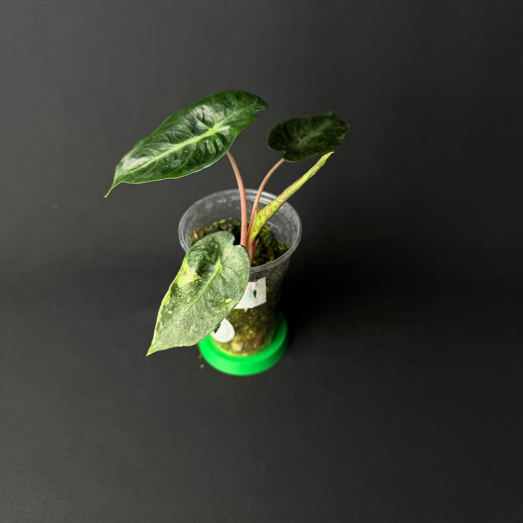 Alocasia Pink Dragon Mint Variegata #1-2