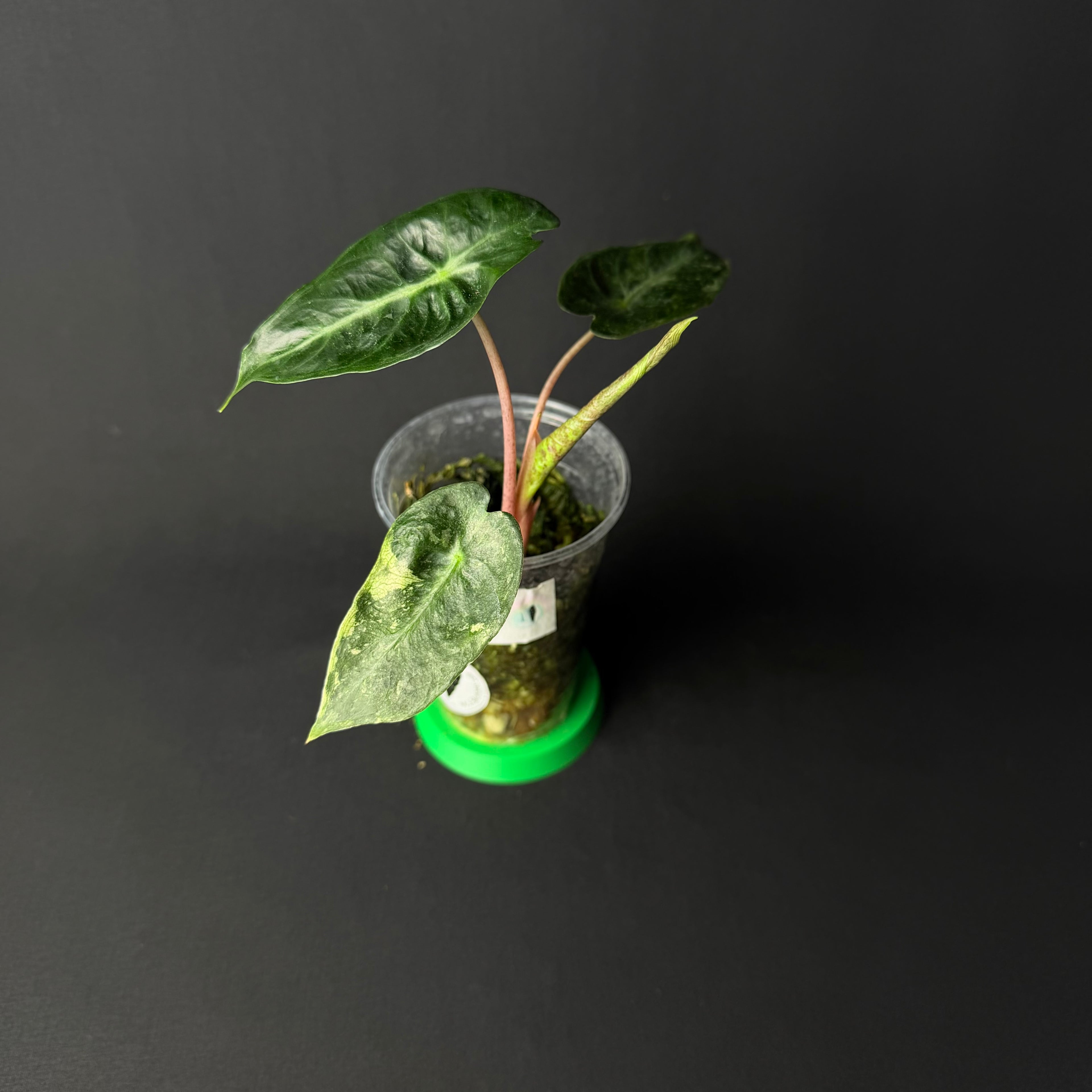 Alocasia Pink Dragon Mint Variegata #1-2