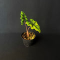 Alocasia Tandurusa 'Jacklyn' #1