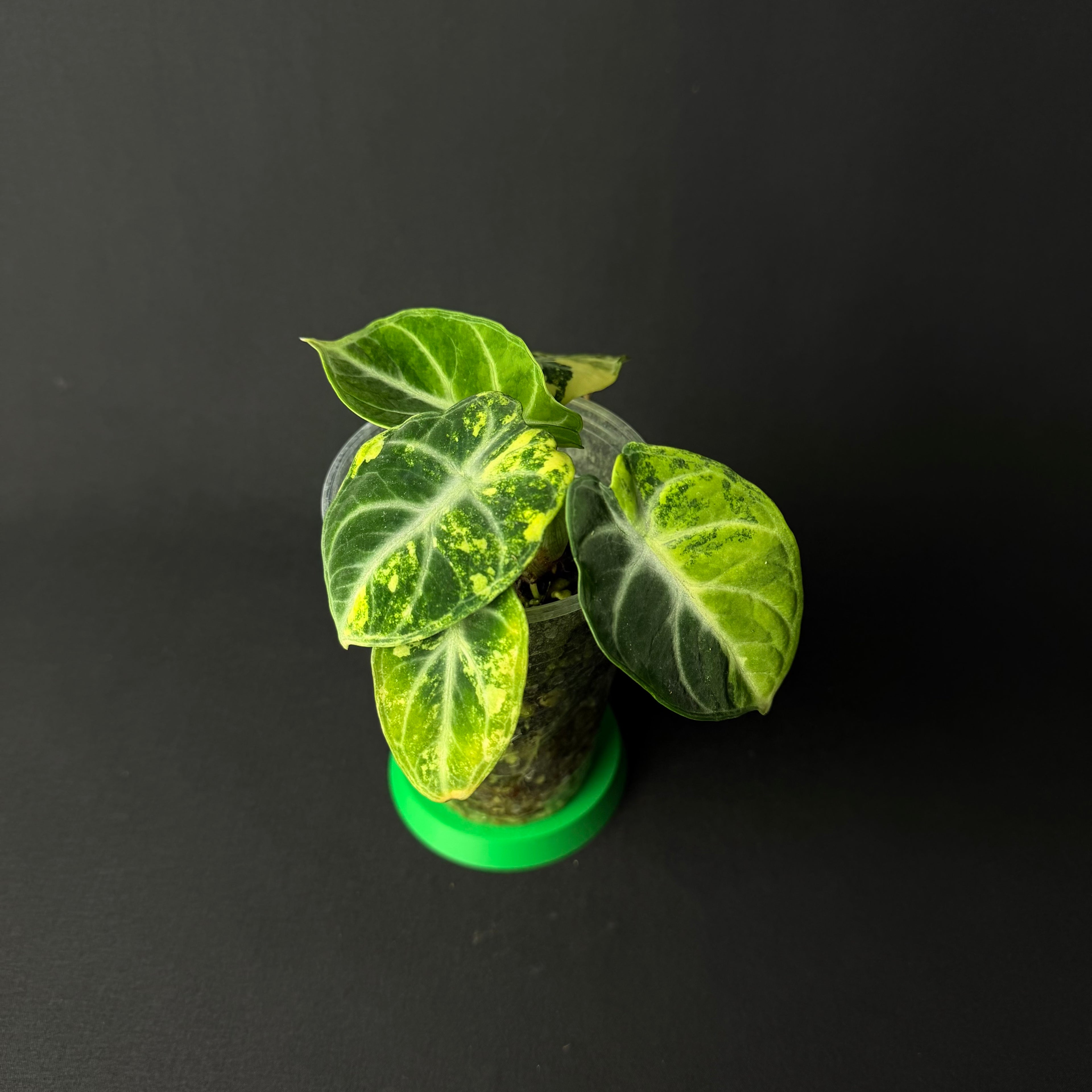 Alocasia Reginula 'Ninja' Aurea Variegata #1-2