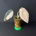 Plant template