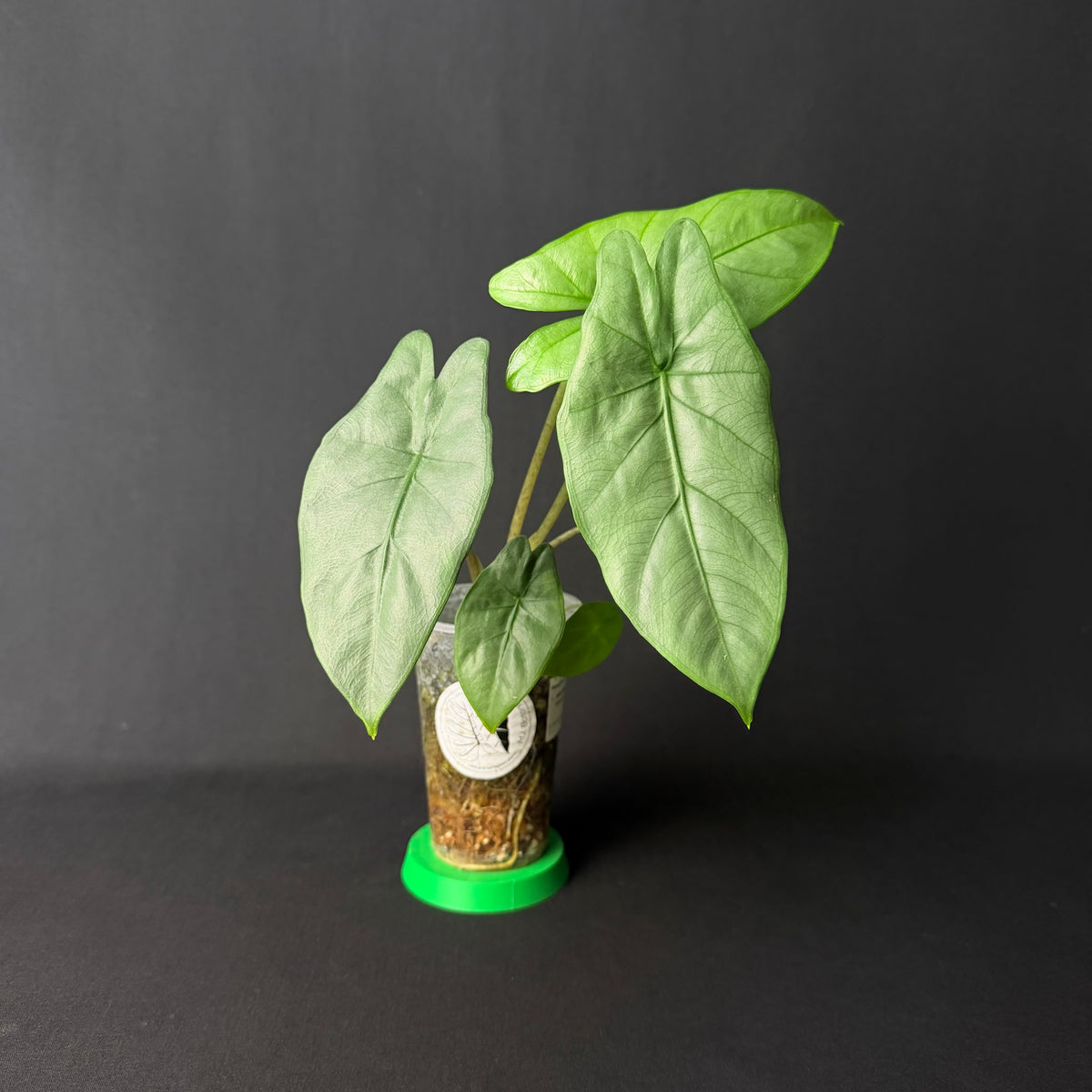 Alocasia Heterophylla ´Corazon´ #1-3